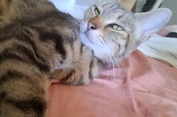 Found Cat: Unique Markings in...