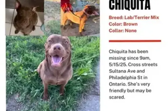 Help Find Chiquita: Lost Dog in Ontario