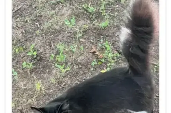 Help Find Lucky: Missing Cat in Granbury