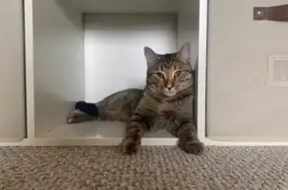 Missing Tabby Cat on Valley Drive