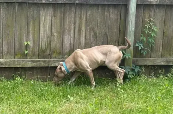 Found Dog on Lincolnville Rd, Summerville