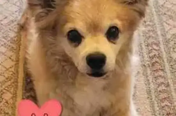 Lost Small Brown Dog on South 2nd St
