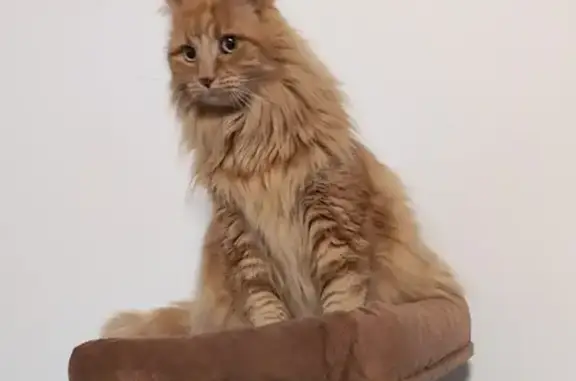 Lost Orange Cat: Forest Lake, QLD