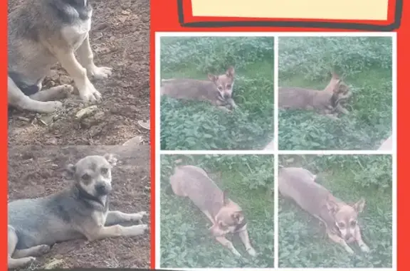 Lost Dog: Sweet, Curious Pup in Amarillo