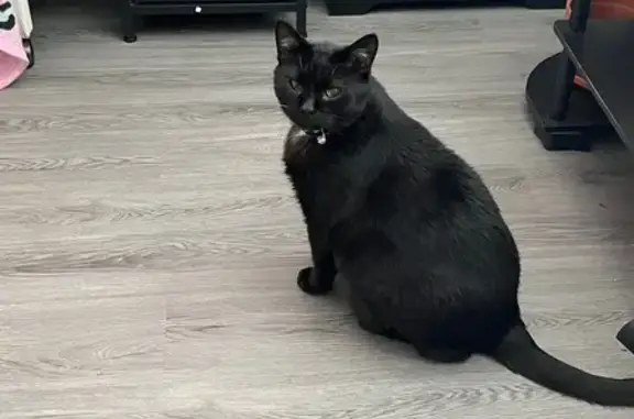 Lost Cat: Black & White, Pink Collar