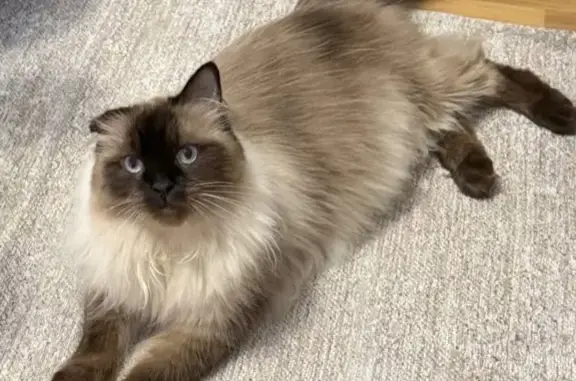 Ragdoll chocolate point. Distinct floppy right ear. Blue eyes. Last seen: ROWY in Stirling St/Lynch St/Newell St./Beevers St, FOOTSCRAY. $1000 cash reward