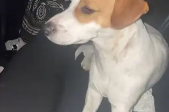Animaux trouvés Auxonne, photo: Chien mâle blanc et feu trouvé à Auxonne