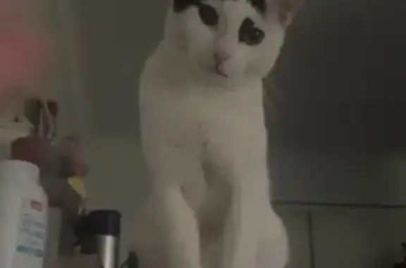 Lost Cat: Heart-Marked Face, Pine Rd, 45