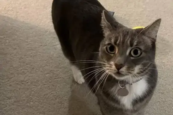 Lost Grey Tabby: Dee Why, May 2025