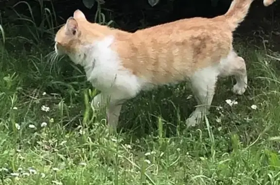 Chat roux et blanc trouvé à Blagnac - photo