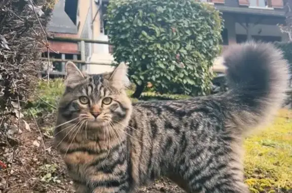 Chat perdu à Saint-Jeoire-Prieuré - photo