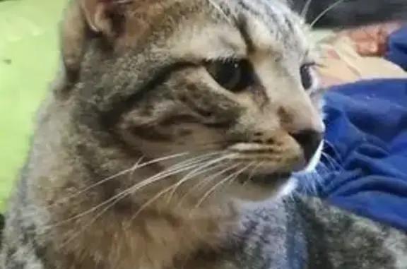 Gato Perdido: Niño, Siamés de 8 Años en Cabanillas