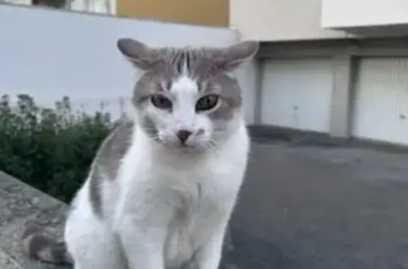 Chat trouvé Voiron, photo: Chat blanc et gris trouvé à Voiron