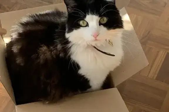 Chat mâle 15 ans perdu à Luynes - photo