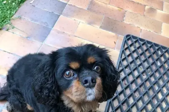 Chien Cavalier King Charles perdu Saint-Georges - photo