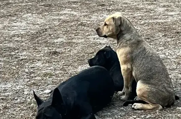Chien trouvé avec 4 chiots à Durtal - photo