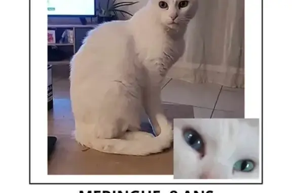 Chat perdu : Meringue, mâle castré, Val en Vignes - photo