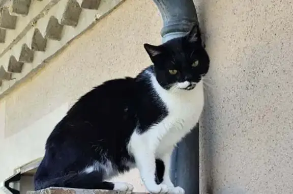 Animaux trouvés , photo: Chatte noire/blanche câline trouvée à Faget