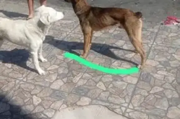 cachorro encontrada
