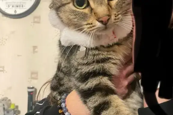 Animaux perdus Saint-Martin-d'Hères, photo: Chat mâle perdu entre Domène et SMH