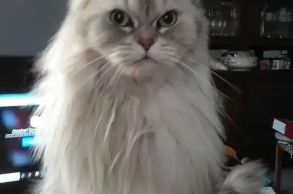 Chat perdu, Villeneuve-sur-Lot, photo: Chat persan perdu, yeux verts, Villeneuve