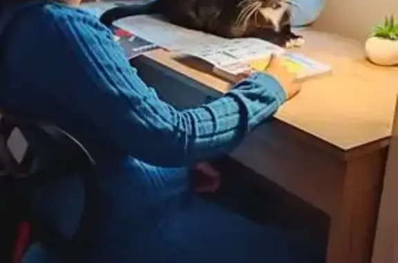 Animaux perdus Paris, photo: Chat perdu à Montreuil, contactez Tom