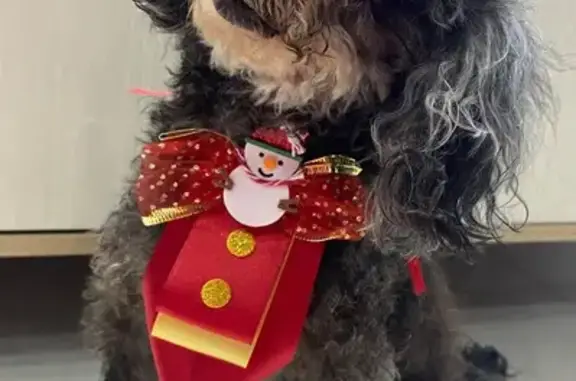 cachorro desaparecida