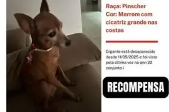 cachorro desaparecida