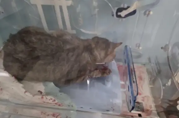 Animaux trouvés Villefontaine, photo: Chat gris blessé, emmené aux urgences