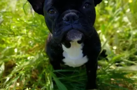 Bouledogue noir perdu, Velleron - photo