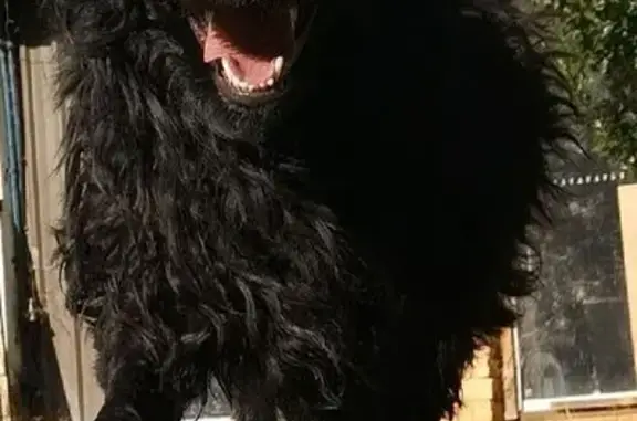 Lost Fluffy Black Dog: Summerh...