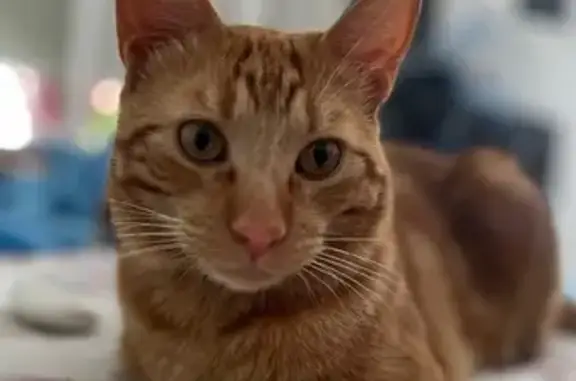 Gato Perdido: Señales Únicas e...