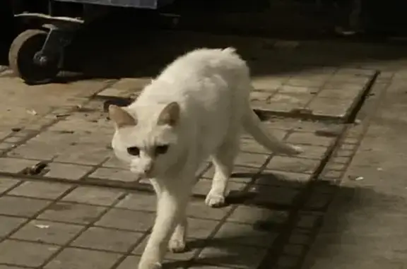 Found Slim White Cat Near Joon...