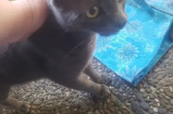 Chat gris retrouvé, blessé, Montpellier - photo