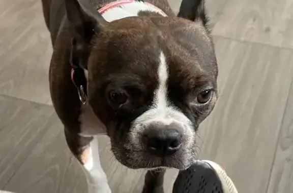Lost Dog: Brown & White, Loves to Play