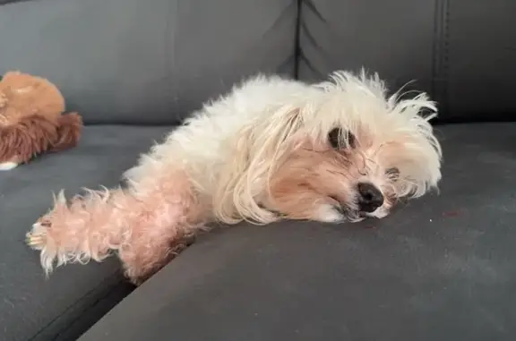 Lost Dog: White & Beige on Felix St