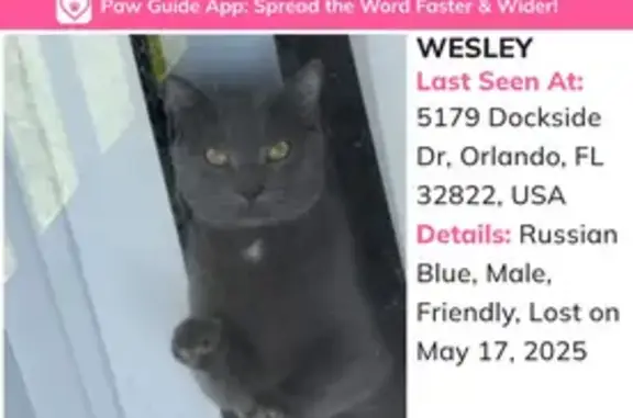 Lost Grey Cat Wesley: Dockside Drive