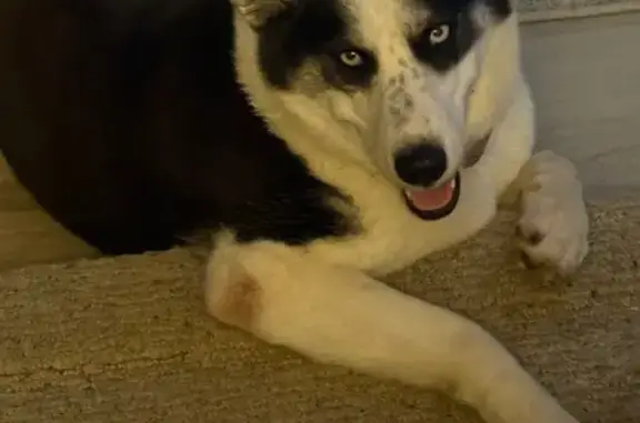 Lost Dog Luna: Help Bring Her Home