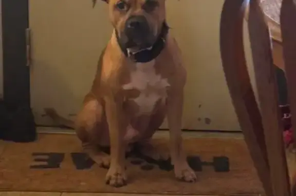 Lost Tan Dog: 'Project' on Ridgeway Rd