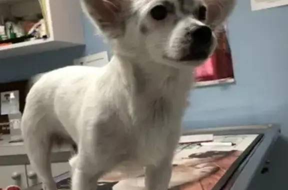 Lost Dog: White with Black Spots in Valrico