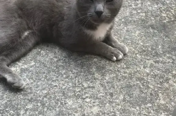 Chat trouvé Saint-Just-en-Chaussée, photo: Jeune chat mâle gris-blanc trouvé à Leers