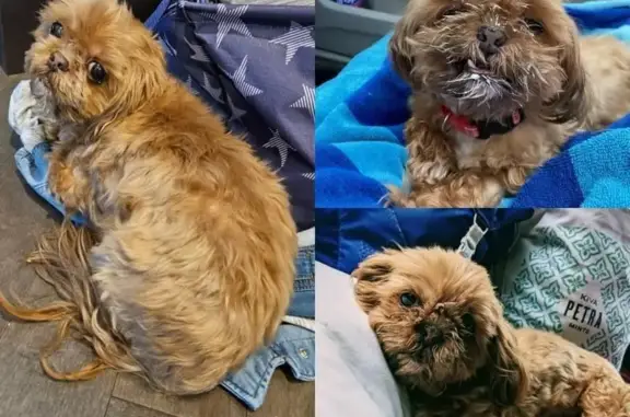 Lost Dog: Brown with White Chest in Woodford