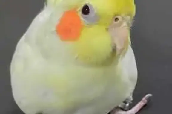 Lost Bird Found on Balestier Road, SG