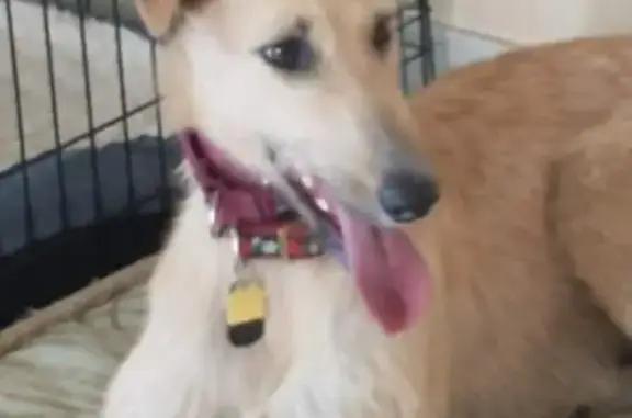 Lost Tan & White Dog - Reward Offered