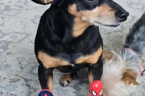 Lost 9-Year-Old Dog: Blue Collar, Galveston