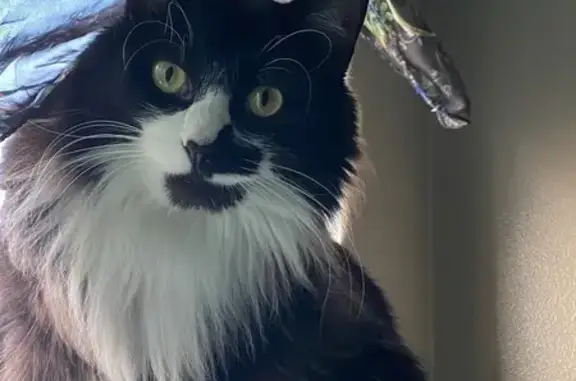 Lost Tuxedo Cat: Help Find Mochi!