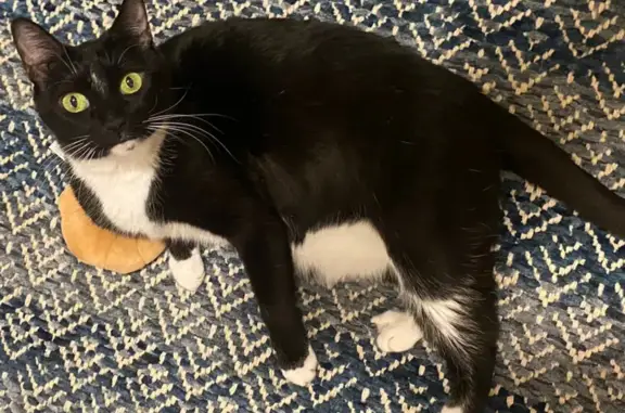 Lost Tuxedo Cat: Friendly but Skittish