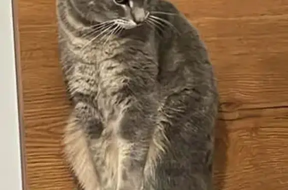 Chat perdu avec collier orange à Parmain - photo