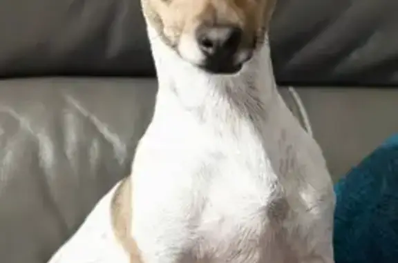 Lost Jack Russell in Milwaukee Area