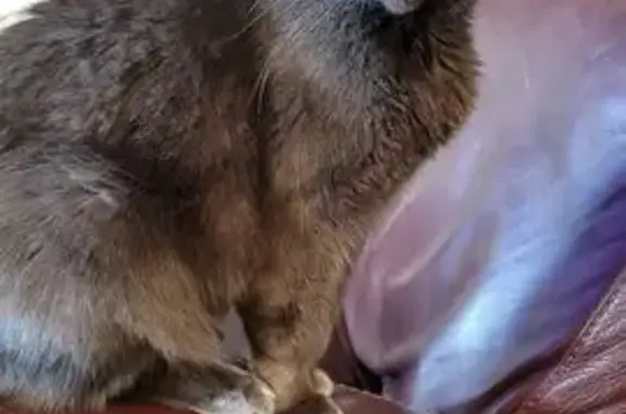 Lost Silvery Gray Cat: Needs Insulin